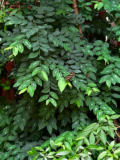 A hedge of soft, green, leaves with a butterfly perched on top of it. The plant is Katuk and it looks like a medium size hedge.