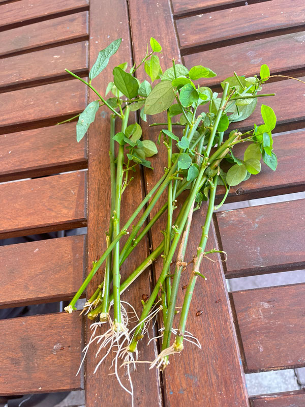 Cuttings of Katuk showing defoliated stems with only top leaves and healthy new roots.